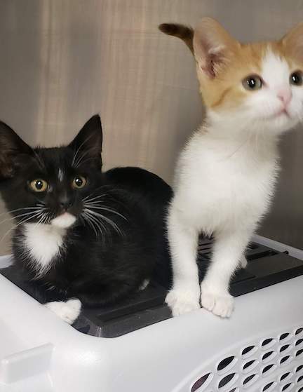 cute kittens on carrier